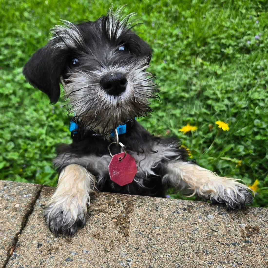 At just 10 weeks old, Oakley was already fighting for his life.