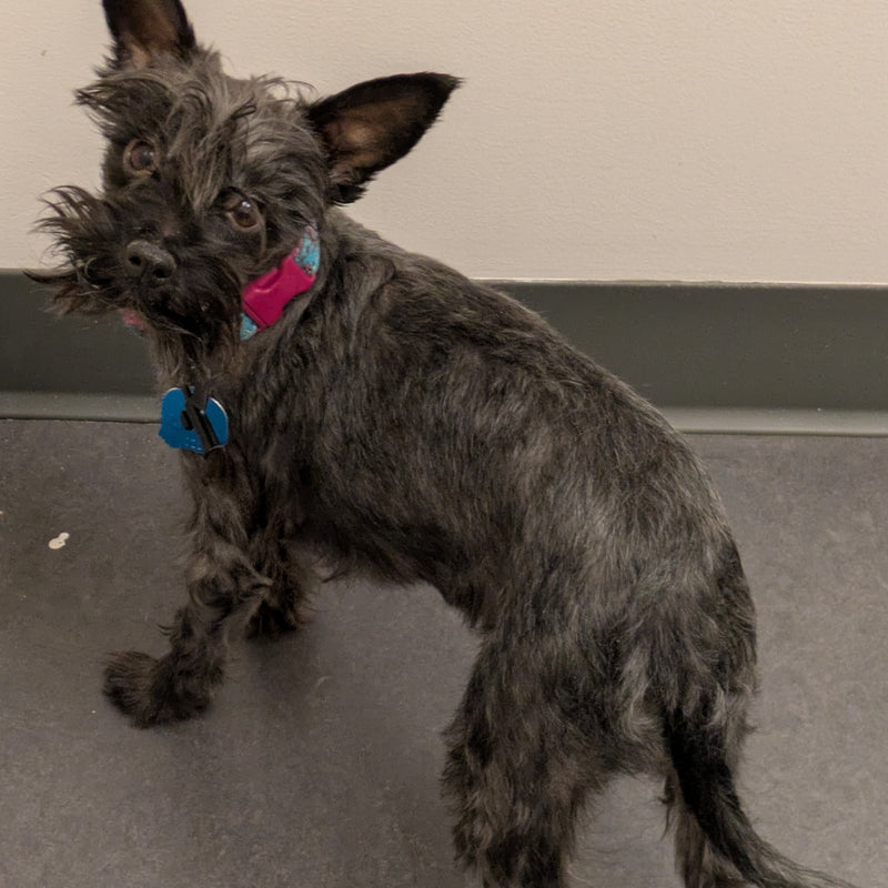 Rosie Schnauzer  Available for Adoption Animatch