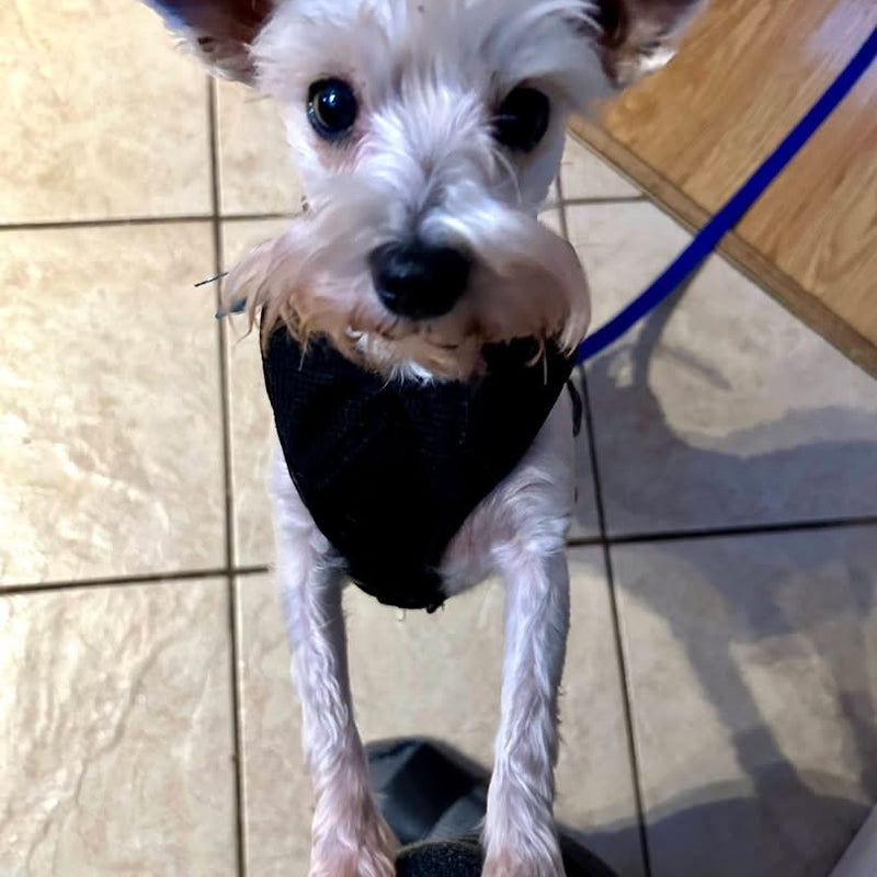 Canelle Schnauzer  Available for Adoption Animatch