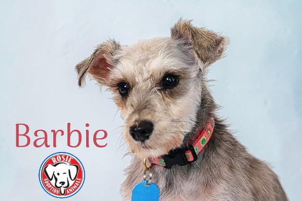 Barbie Schnauzer Available for Adoption Animatch