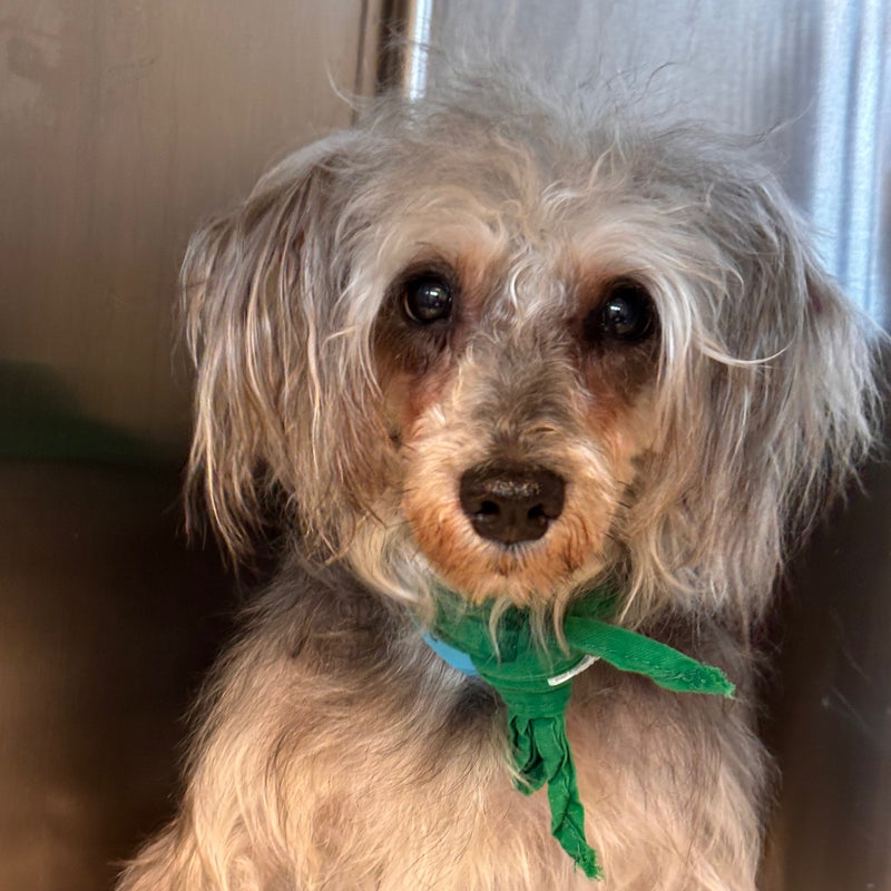 Barbie Schnauzer Available for Adoption Animatch