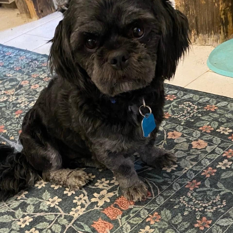 Bubulle Shih Tzu Available for Adoption Animatch