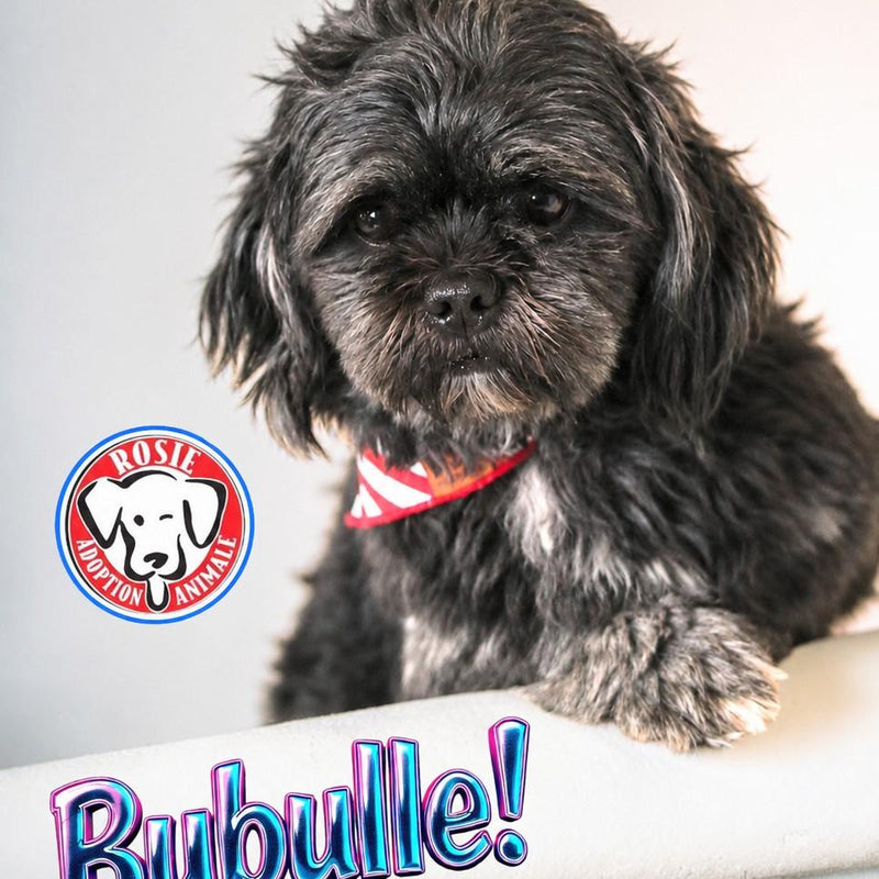 Bubulle Shih Tzu Available for Adoption Animatch