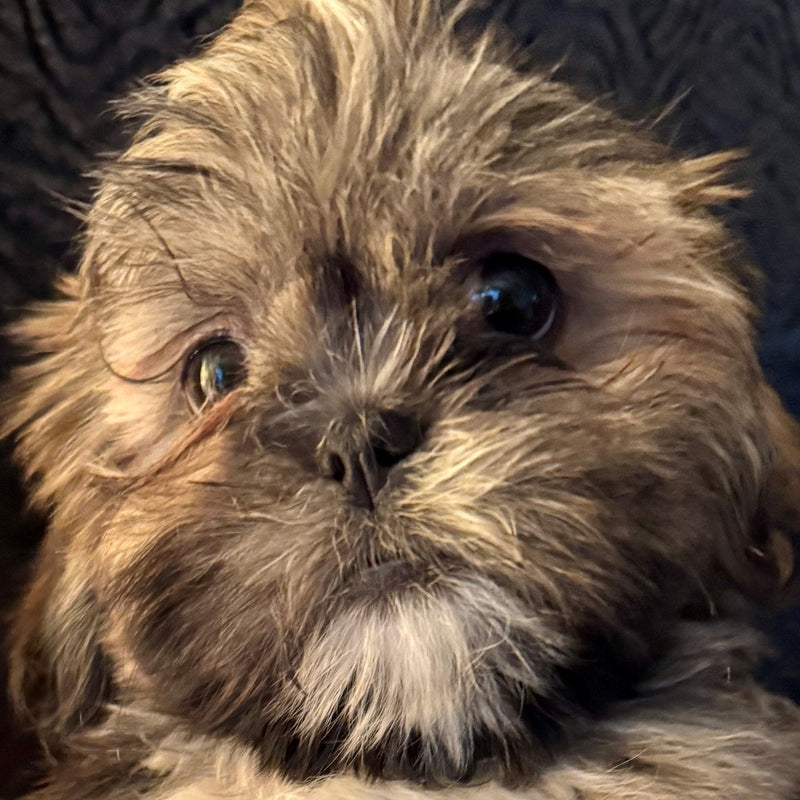 Caribou Shih Tzu Available for Adoption Animatch