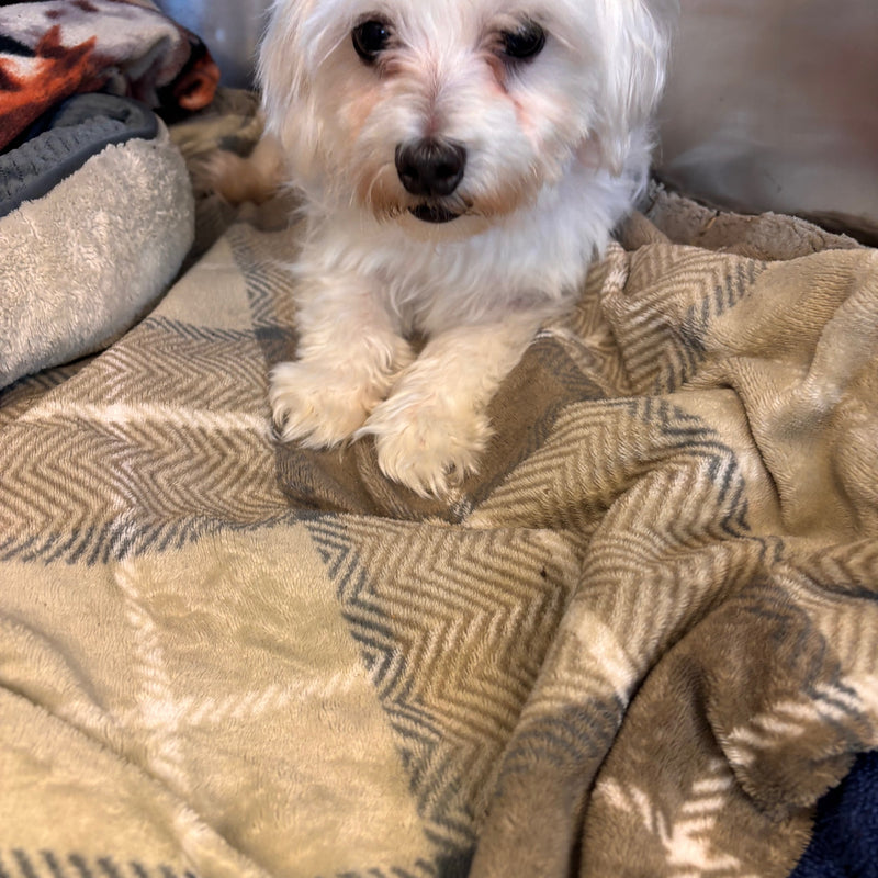 Elle Bichon Available for Adoption Animatch