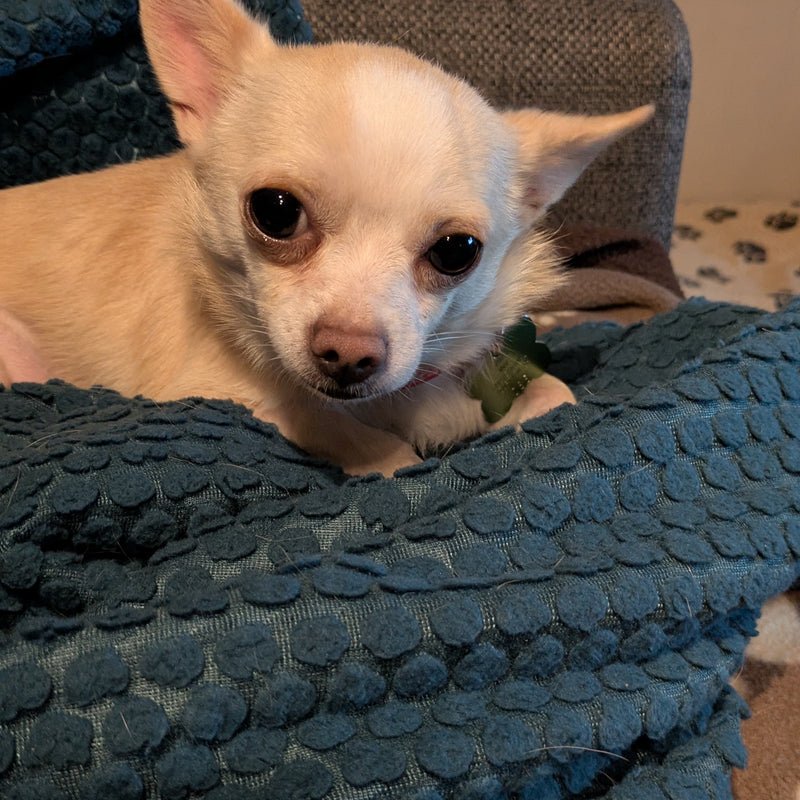 King Chihuahua Available for Adoption Animatch