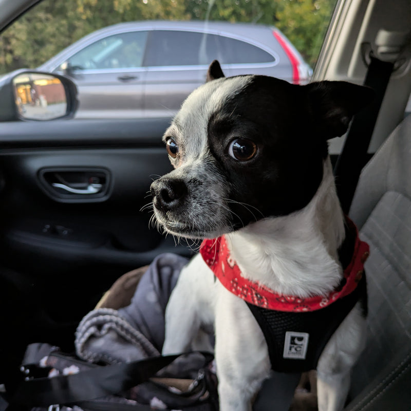 Leo Chihuahua mix Available for Adoption Animatch