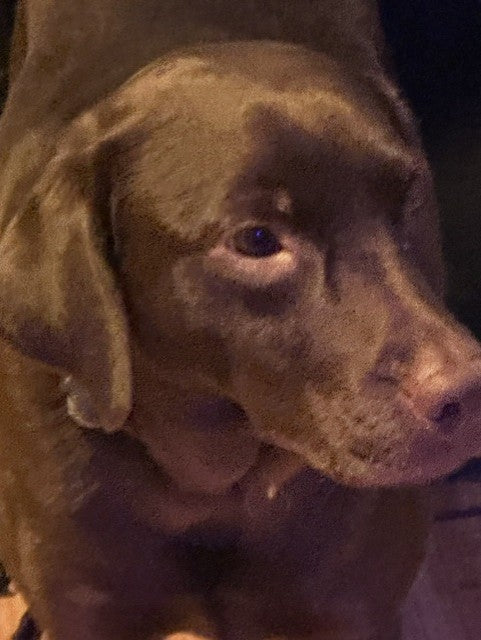 Maddie Chocolate Labrador Available for Adoption Animatch