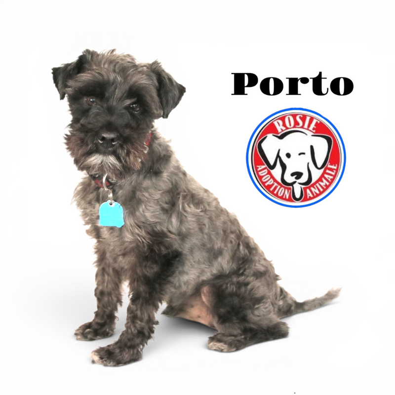 Porto schnauzer Available for Adoption Animatch