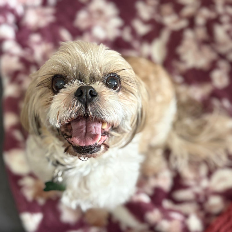 Rosie Shih Tzu Available for Adoption Animatch