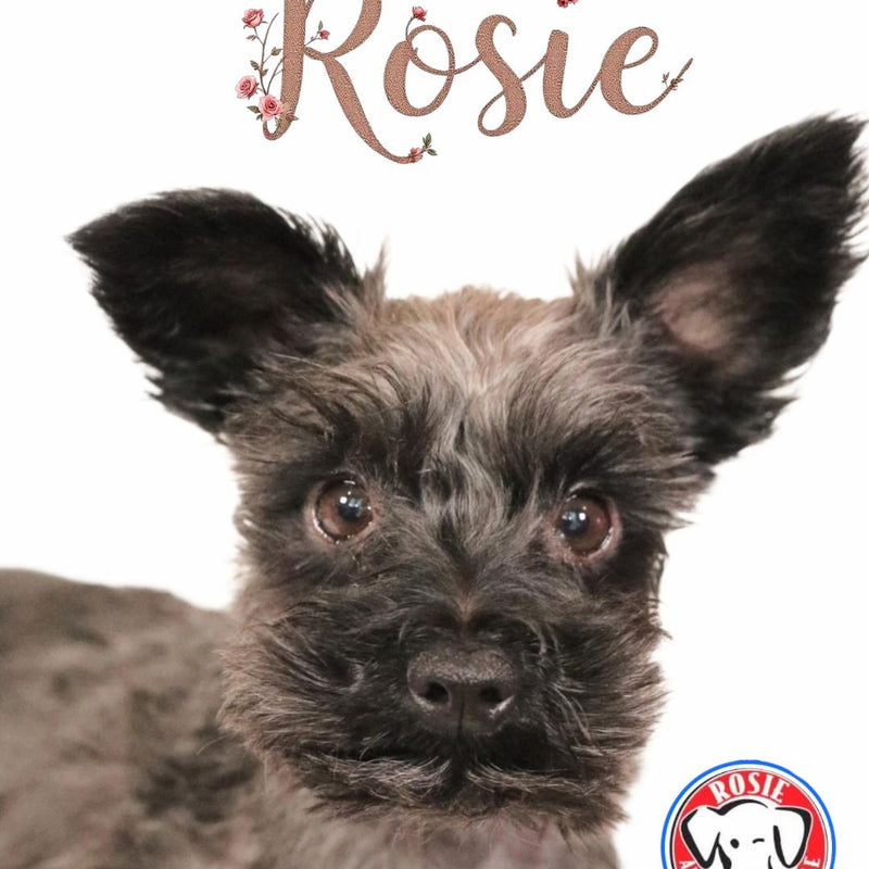 Rosie Schnauzer  Available for Adoption Animatch