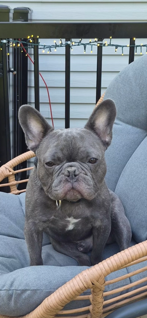 Snoop French Bulldog  Available for Adoption Animatch